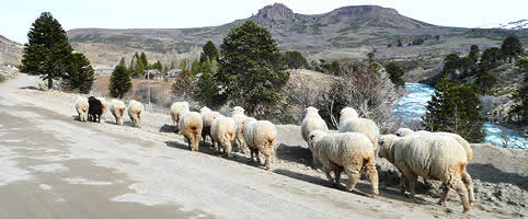 Turismo Rural en Alumine Neuquen