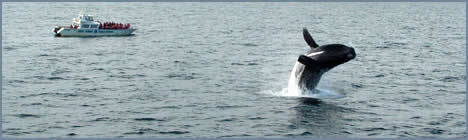 Avistaje de Ballenas en Chubut