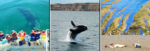 Peninsula de Valdes en Chubut