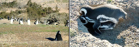 Punta Tombo en Chubut