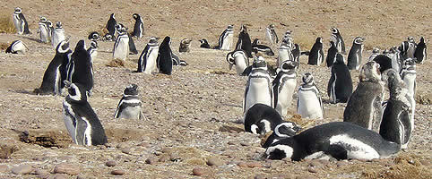 Patagonia Atlantica