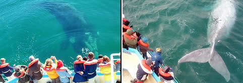 Avistajes de Ballenas en Puerto Piramides Chubut