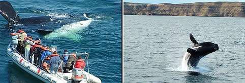 Avistajes de Ballenas en Puerto Piramides Chubut